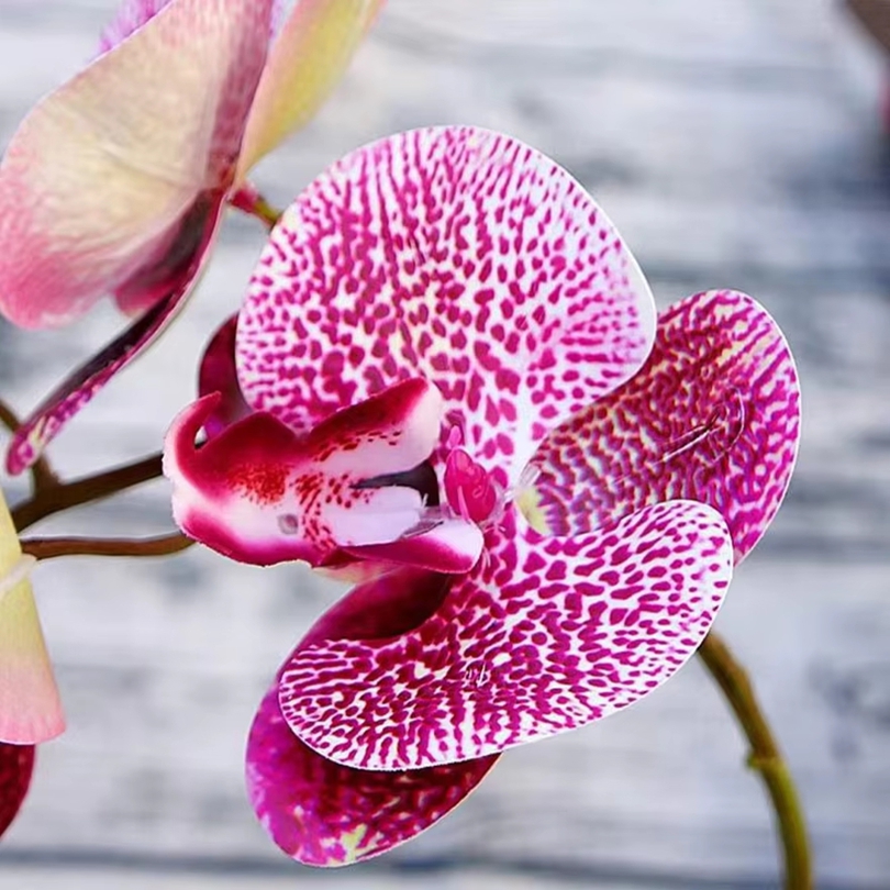 3D ประดิษฐ์ดอกไม้พลาสติก Butte - Orchid Phalaenopsis บทวิจารณ์และราคา