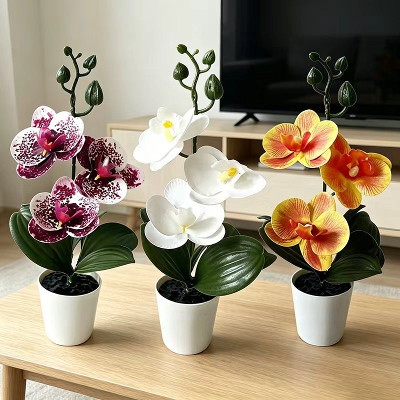 กล้วยไม้ผีเสื้อขนาดเล็กในกระถา - Orchid Phalaenopsis บทวิจารณ์และราคา
