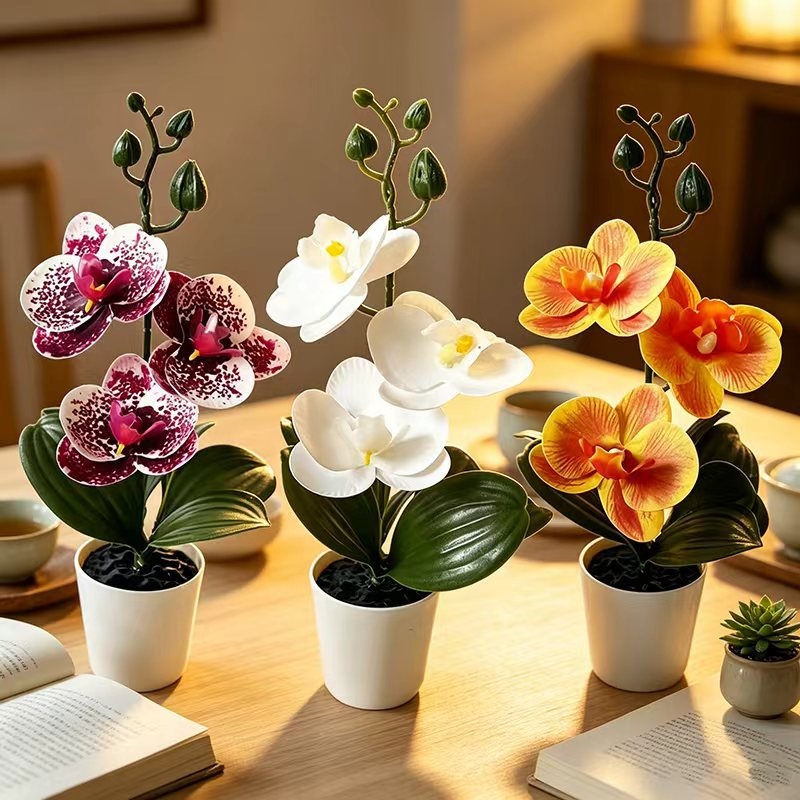 กล้วยไม้ผีเสื้อขนาดเล็กในกระถา - Orchid Phalaenopsis บทวิจารณ์และราคา