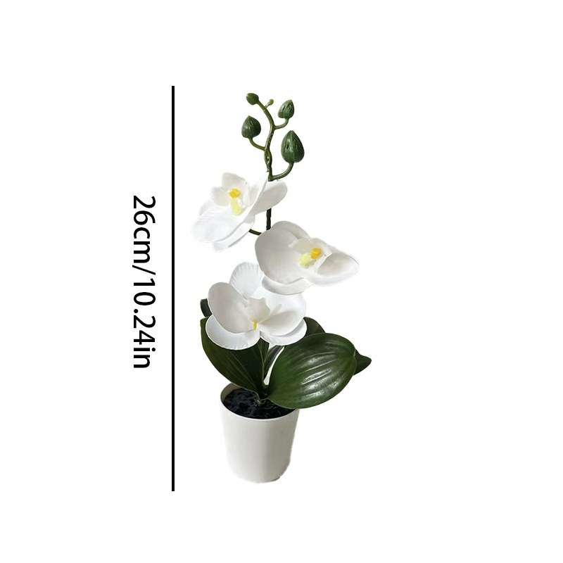 กล้วยไม้ผีเสื้อขนาดเล็กในกระถา - Orchid Phalaenopsis บทวิจารณ์และราคา