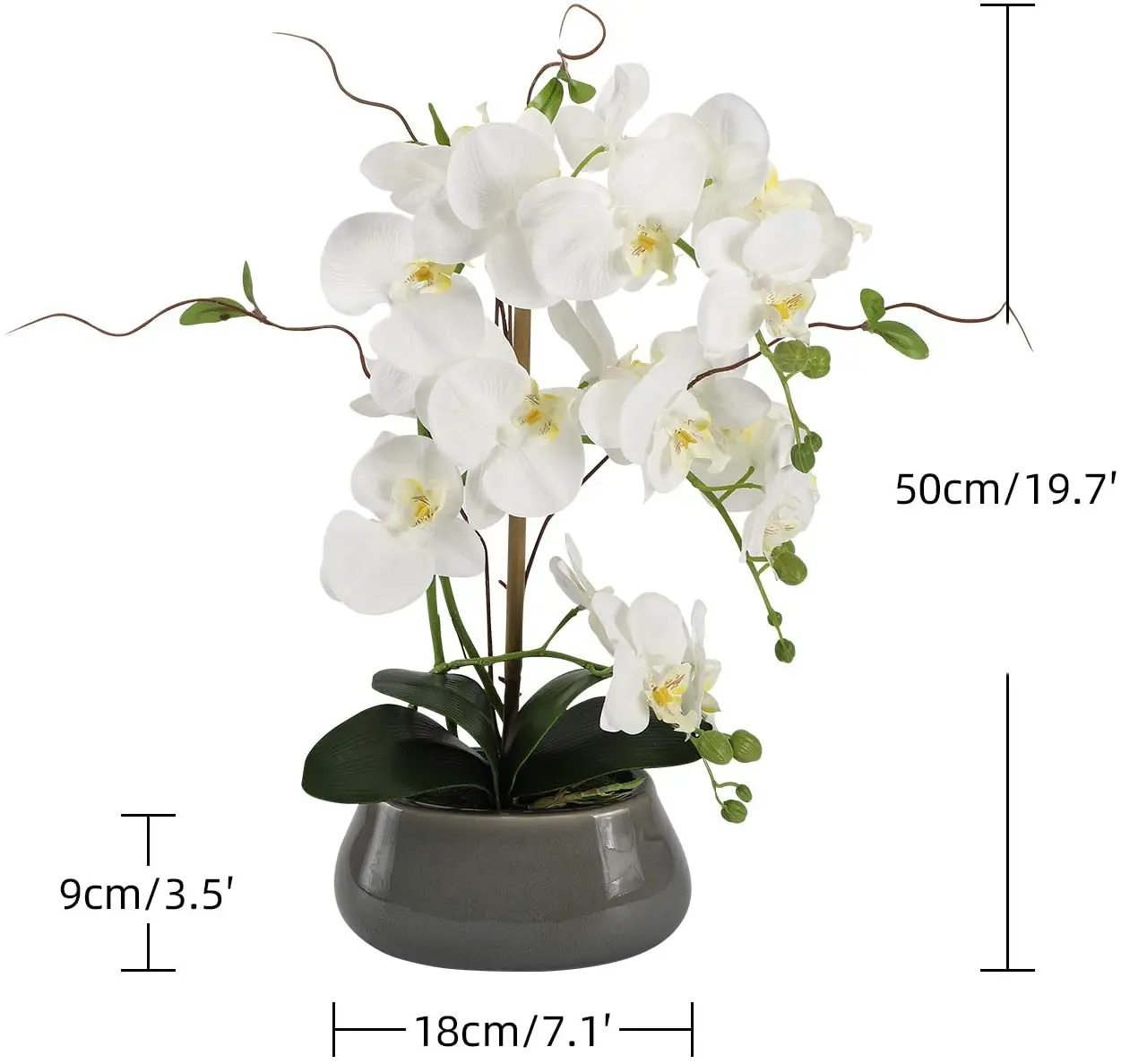 แกนกลางดอกไม้กล้วยไม้เทียมสำหร - Orchid Phalaenopsis บทวิจารณ์และราคา