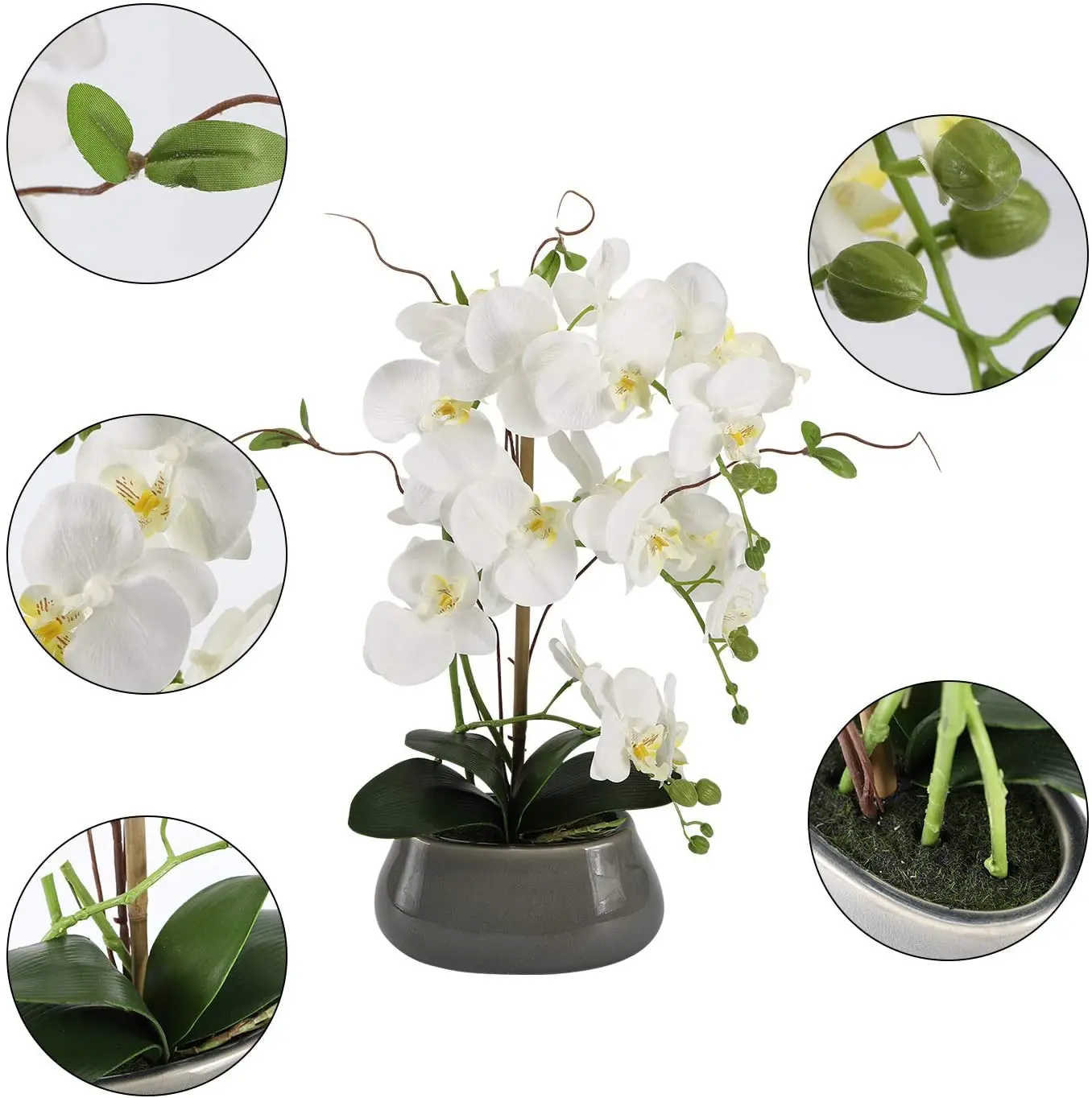 แกนกลางดอกไม้กล้วยไม้เทียมสำหร - Orchid Phalaenopsis บทวิจารณ์และราคา