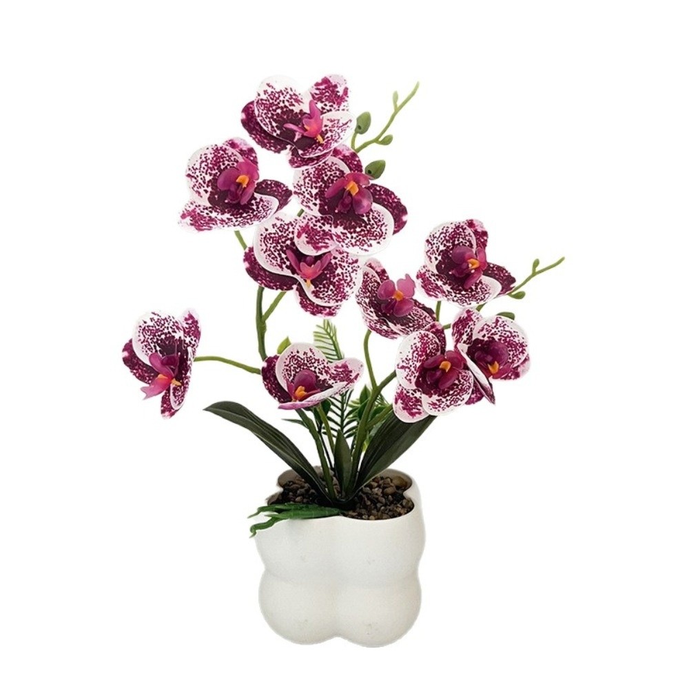 กล้วยไม้ผีเสื้อจำลองแบบหลายดอก - Orchid Phalaenopsis บทวิจารณ์และราคา