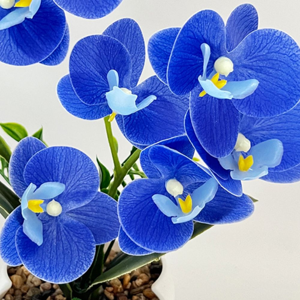 กล้วยไม้ผีเสื้อจำลองแบบหลายดอก - Orchid Phalaenopsis บทวิจารณ์และราคา