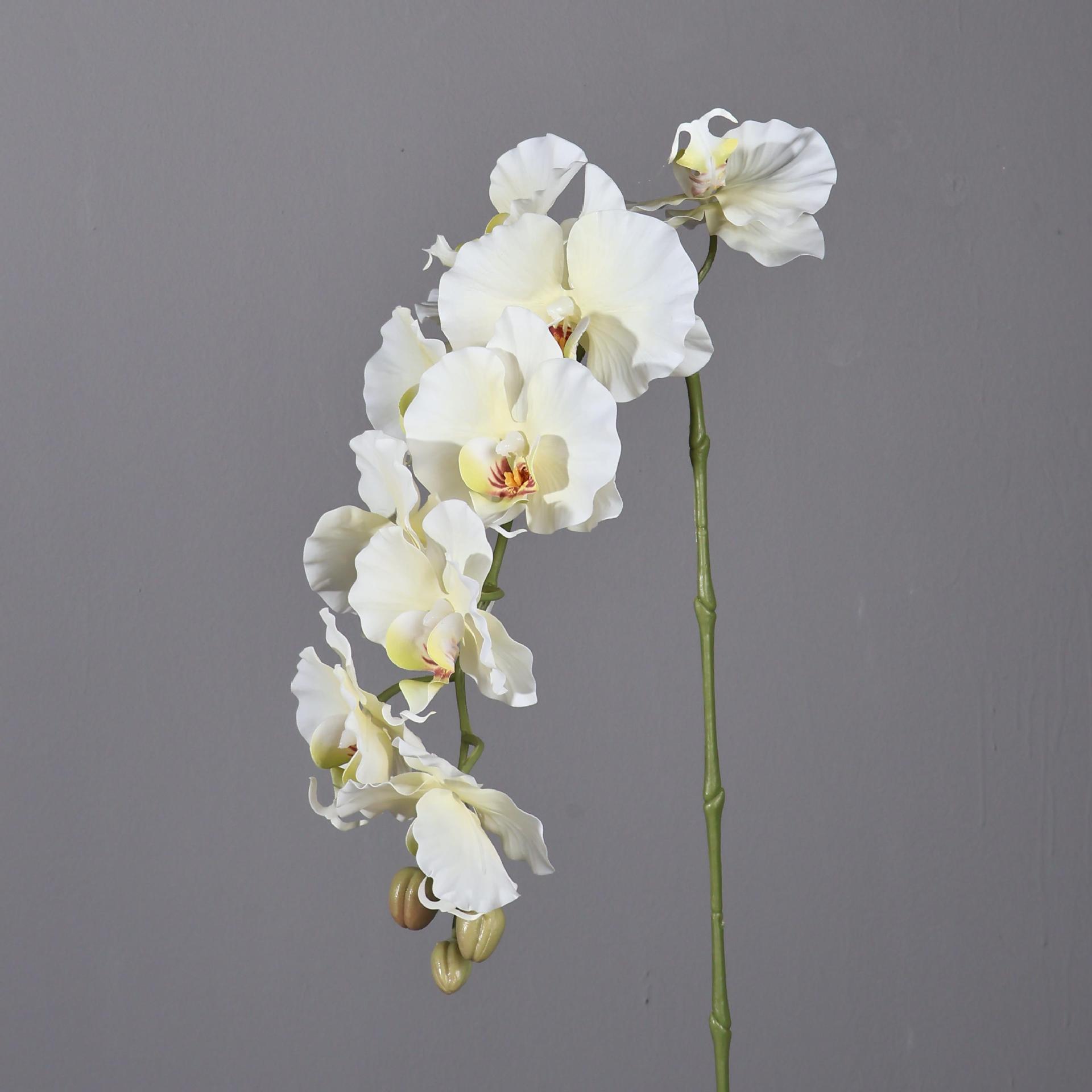 กล้วยไม้ฟาแลนนอปซิสประดิษฐ์สไต - Orchid Phalaenopsis บทวิจารณ์และราคา