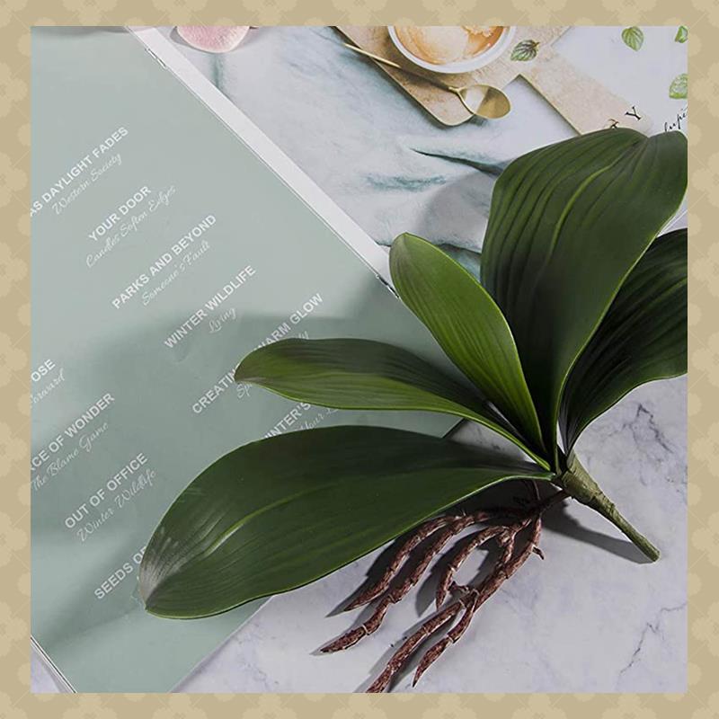 AB45 กล้วยไม้ Phalaenopsis ใบป - Orchid Phalaenopsis บทวิจารณ์และราคา